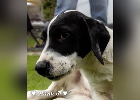Holly, Hank, Harold und Herbie suchen ab sofort ein Zuhause