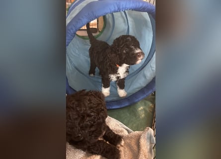 Lagotto Romagnolo Welpen reinrassige
