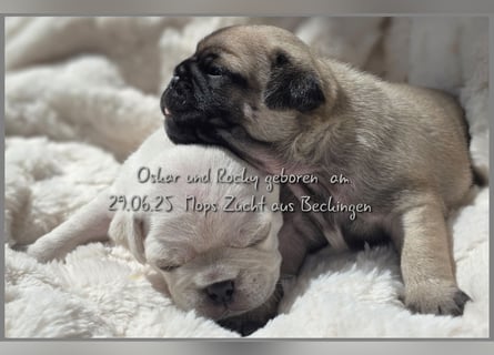 Mops Welpen