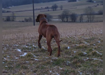Rhodesian Ridgeback Welpen aus toller Verpaarung