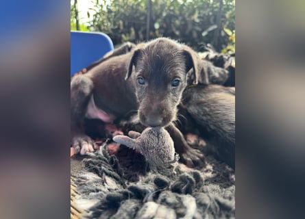 Deerhoundwelpen suchen ein liebevolles Für-Immer-Zuhause