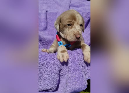 Labrador Aussiedor Welpen,Abgabebereit, aus liebevoller Zucht