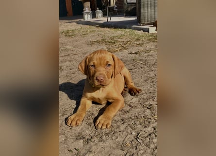 Wurfankündigung Magyar Vizsla Welpen (Mai 25)