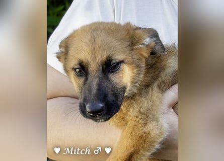 Drei wunderschöne Schäferhundmischlinge suchen ein Zuhause