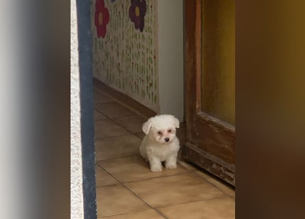 Bichon Frisé Welpen suchen ein liebevolles Zuhause