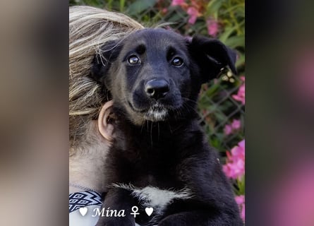 Drei wunderschöne belgische Schäferhundwelpen suchen ein Zuhause