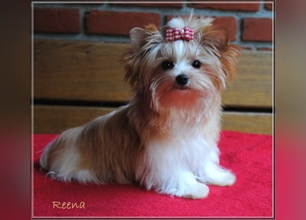 Yorkshire Terrier Welpen -verschiedene Farbgebungen u. Größen