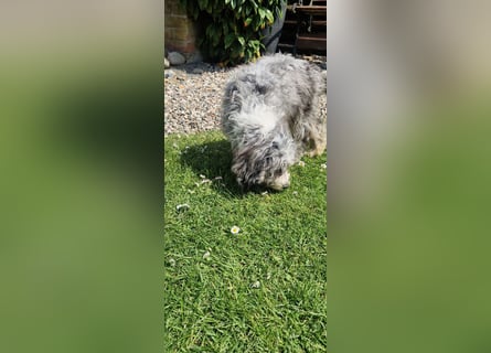 Miniature Aussiedoodle Welpen