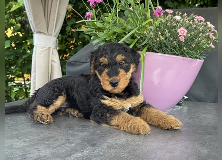 Airedale Welpen vom Uranusfels
