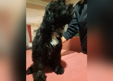 Tibet-Terrier welpen von der Flöckchenoase