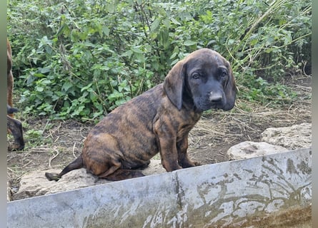 Hannoversche Schweißhunde