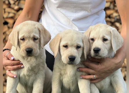Labrador retriever, mit Lieferung,  FCI Papieren.