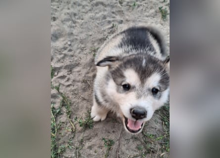 Welpen Alaska Malamute- Husky Mix
