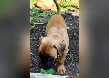 Boxer-Welpen von mehrmaligen Teilnehmern der Deutschen Meisterschaften!!!