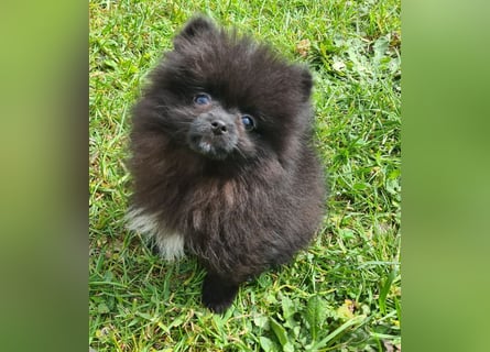 Unser sehr kleines Pomeranian Zwergspitz Mädel "Yulie" sucht Kuschelpartner