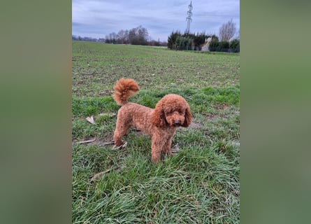 Shih Tzu - Pudelmischlingswelpen abzugeben