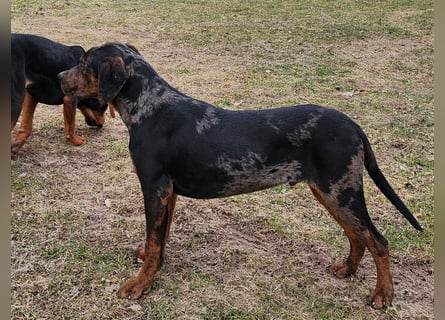 Louisiana Leopard - Catahoula