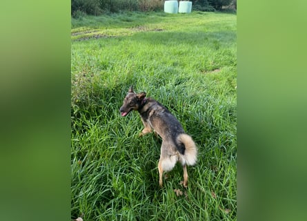 Liebevolle Hündin Ella sucht ein warmherziges Zuhause