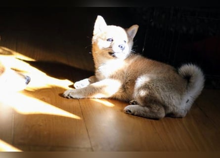 CIRI-schön und intelligent