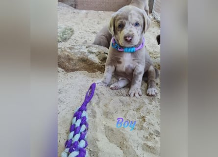 Labrador Aussiedor Welpen aus liebevoller Zucht