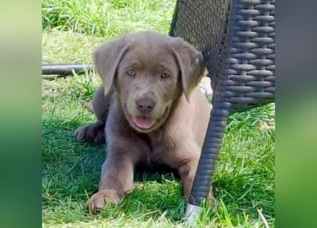 Typvolle Labrador Welpen in silver