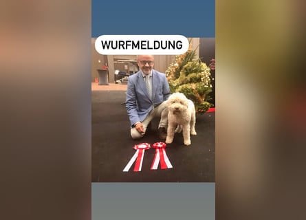 Lagotto Romagnolo Welpen reinrassige