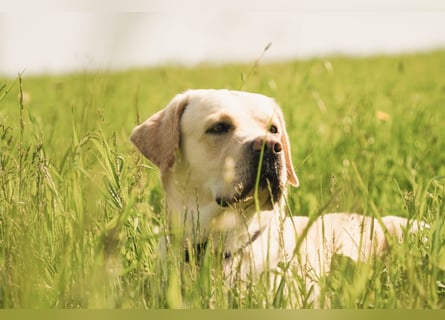 Zuckersüße Labrakita Welpen suchen ihr neues Zuhause!