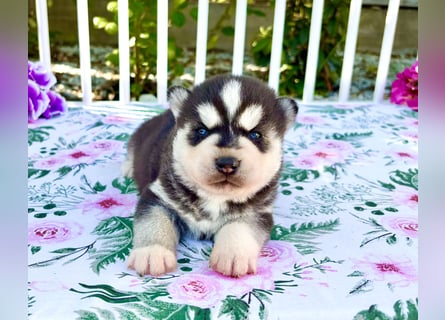 FCI Pedigree Blue Eyed Black & White Siberian Husky Champion Puppy