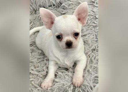 Chihuahua Rüden 9 Wochen alt mit Ahnentafel