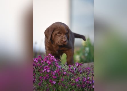 Aussiedor Aussiedorwelpe Welpe Australien Shepherd x Labrador