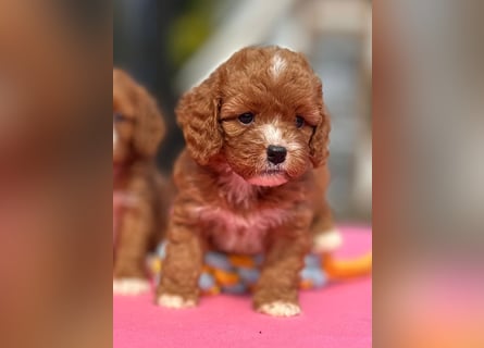 Exklusive Maltipoo Welpen im Red Apricot in Liebevolle Hände abzugeben Malteser/Pudel