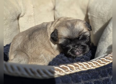 Mops Welpen  ( Altdeutsche )