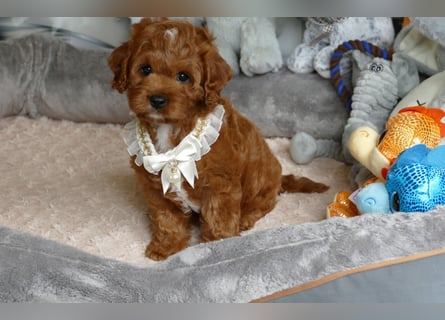 Wunderschöne Cavapoo Welpen F1 (Toypudel/Zwergpudel + Cavalier King Charles Spaniel) mit Ahnentafel