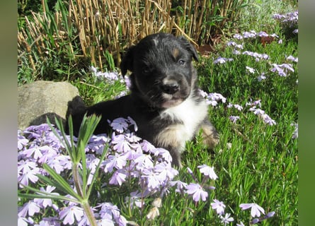 Mini Aussie Welpen Miniatur Australian Shepherd Welpen Welpe