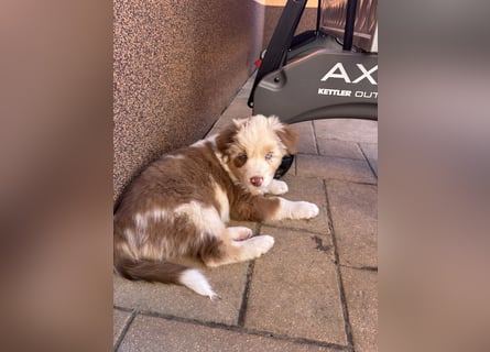 Australian Shepherd Something Special