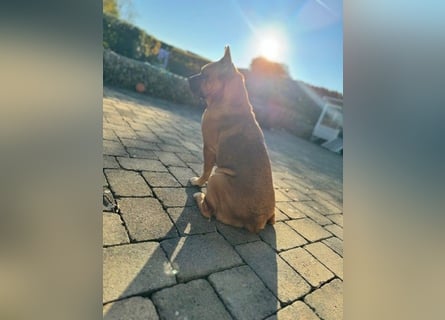ZuHause gesucht für Jin