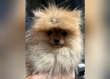 Zuckersüße Pomerania / zwergspitz Welpen