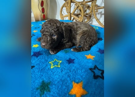Lagotto Romagnolo Puppy FCI