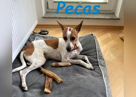 NOTFALL!! PECAS RENNT DIE ZEIT DAVON!! geb. 05/2022 (in Deutschland)