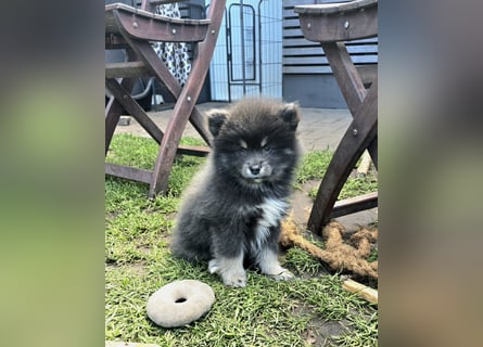 Zauberhafte Pomsky Welpen suchen ihr neues Zuhause! (ab 22.05.2025)