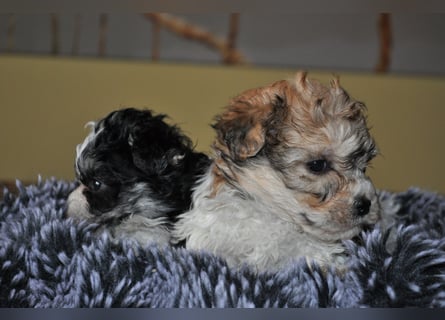 Wunderschöne Yorkipoo Welpen in Sonderlackierung