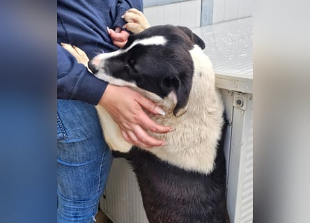 Mella - Gute-Laune-Hund
