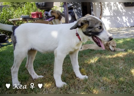 Marla, Scippy und Kea auf der Suche nach ihrer Familie