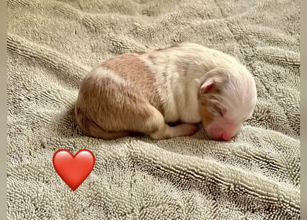 Mini/Miniature Australian Shepherd Welpen mit Papiere