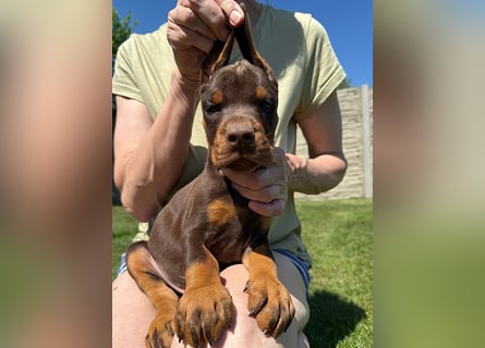 Dobermann Welpen Bohemia Gotika