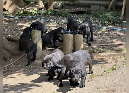Nur 2 Labrador Weibchen mit Ahnenpass 2 Rüden & 6 Weibchen in Schwarz