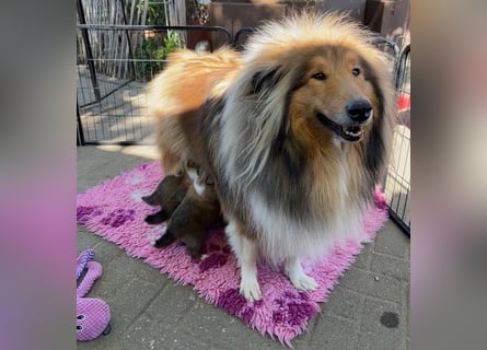 Wundervolle Collie-Welpen aus liebevoller VDH-Zucht suchen ein liebevolles Zuhause