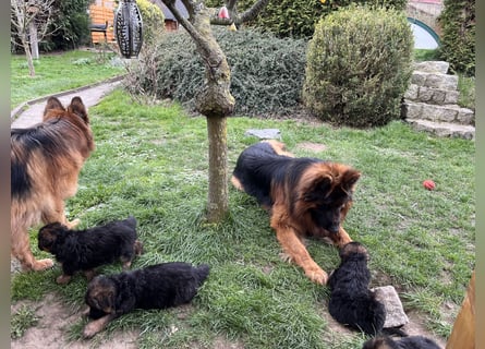 Deutsche Schäferhunde Langstockhaar