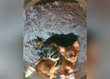 Chihuahua langhaar Welpen aus Top Aufzucht schoko und Black