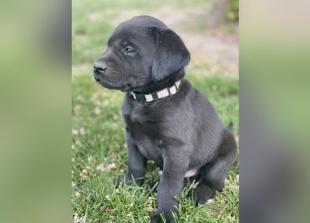 Reinrassige, schwarze Labrador-Welpen von der Mecklenburger Seenplatte
